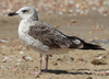 1cy fuscus in August, ringed in Finland. (81365 bytes)